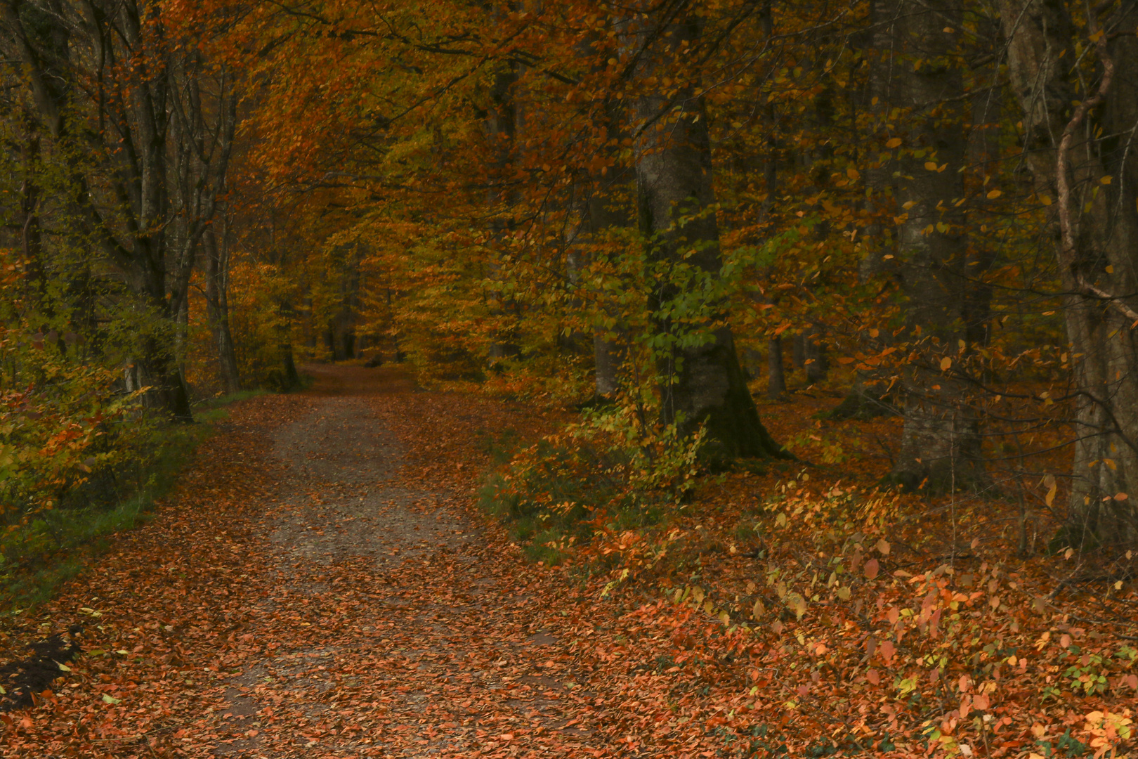 Auf dem Weg durch den Herbstwald