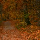 Auf dem Weg durch den Herbstwald