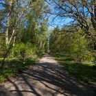 Auf dem Weg durch den Müritz-Nationalpark