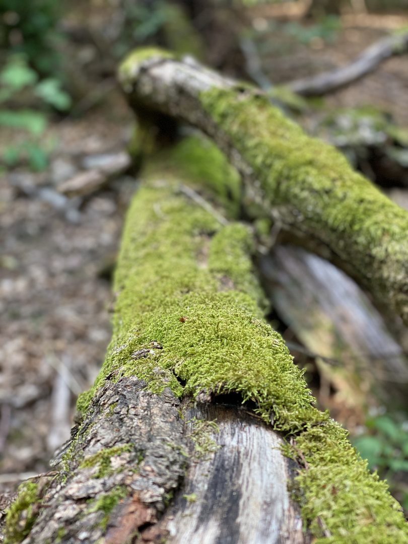 Auf dem Weg durch den Wald...