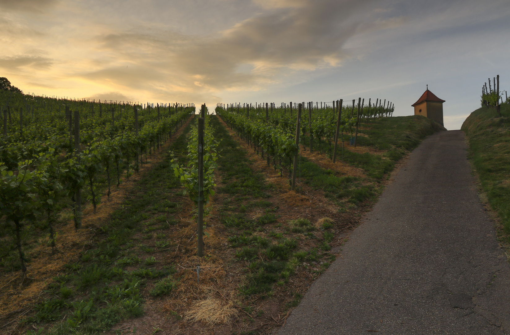 Auf dem Weg durch den Weinberg