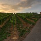 Auf dem Weg durch den Weinberg