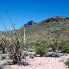 Auf dem Weg durch die Sonora Wüste zum Organ Pipe National Park, AZ