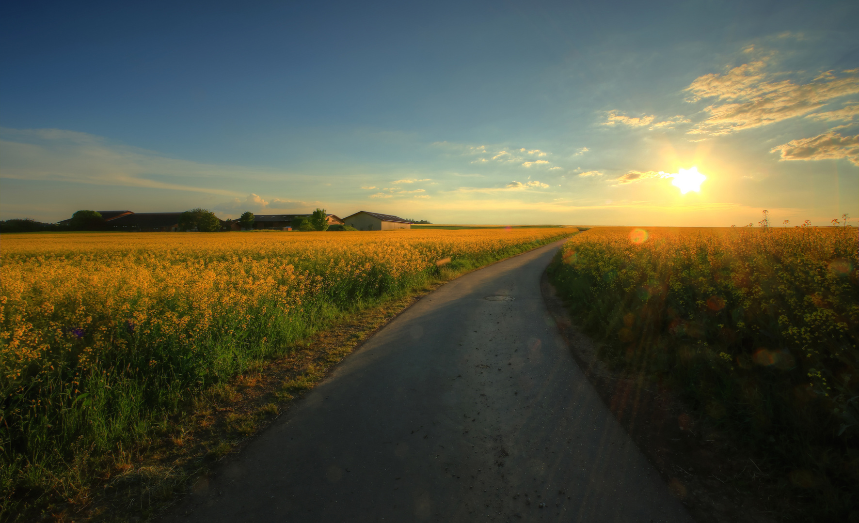 Auf dem Weg durch Rapsfelder