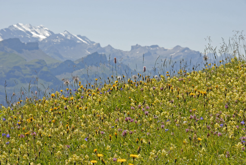 auf dem Weg............, ein Blumenmeer