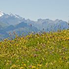 auf dem Weg............, ein Blumenmeer