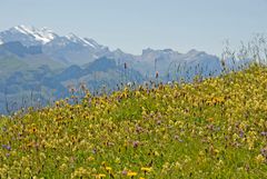 auf dem Weg............, ein Blumenmeer