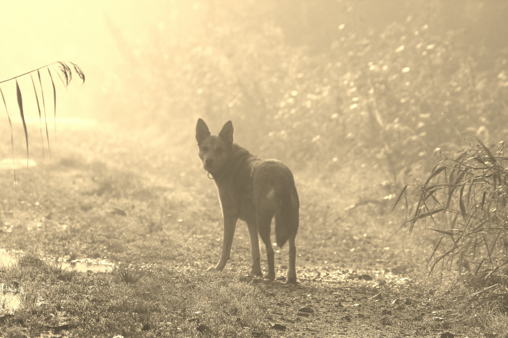 auf dem weg im nebel