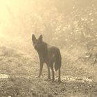 auf dem weg im nebel