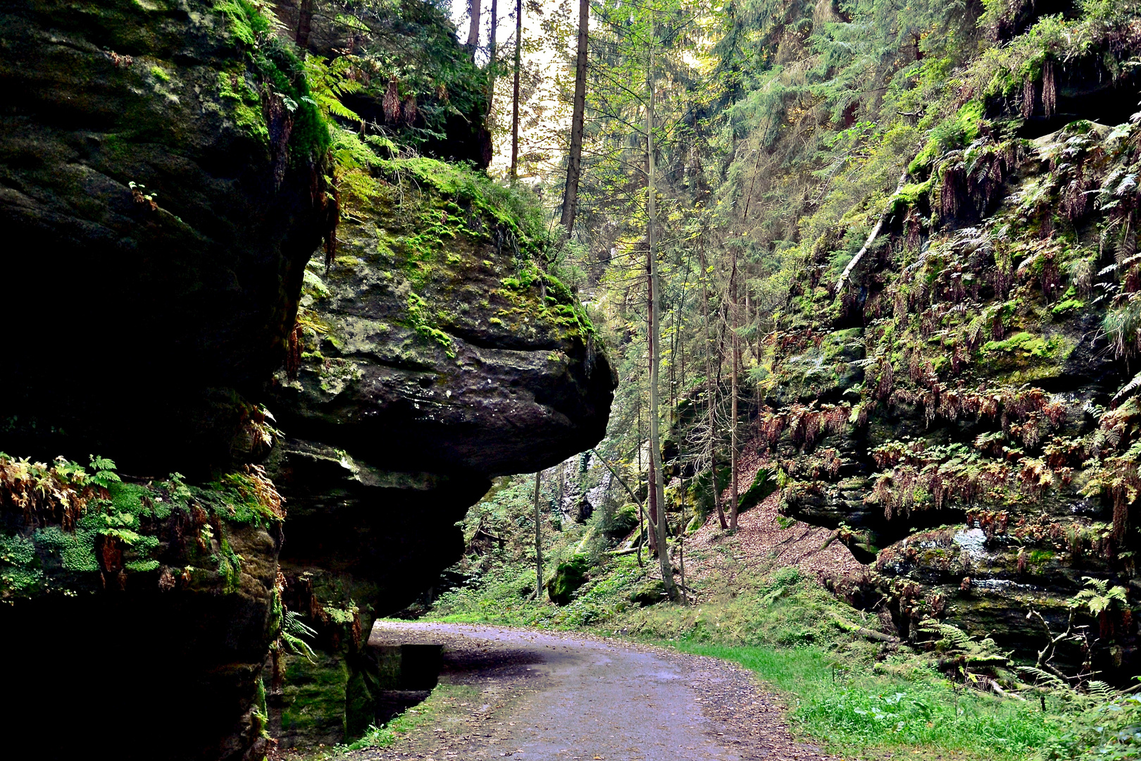 Auf dem Weg im Wehlgrund (1)