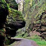 Auf dem Weg im Wehlgrund (1)