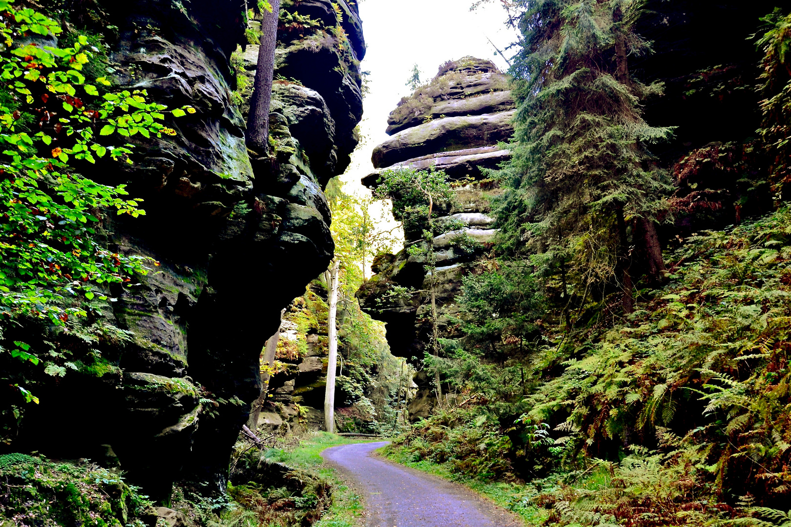 Auf dem Weg im Wehlgrund (2)