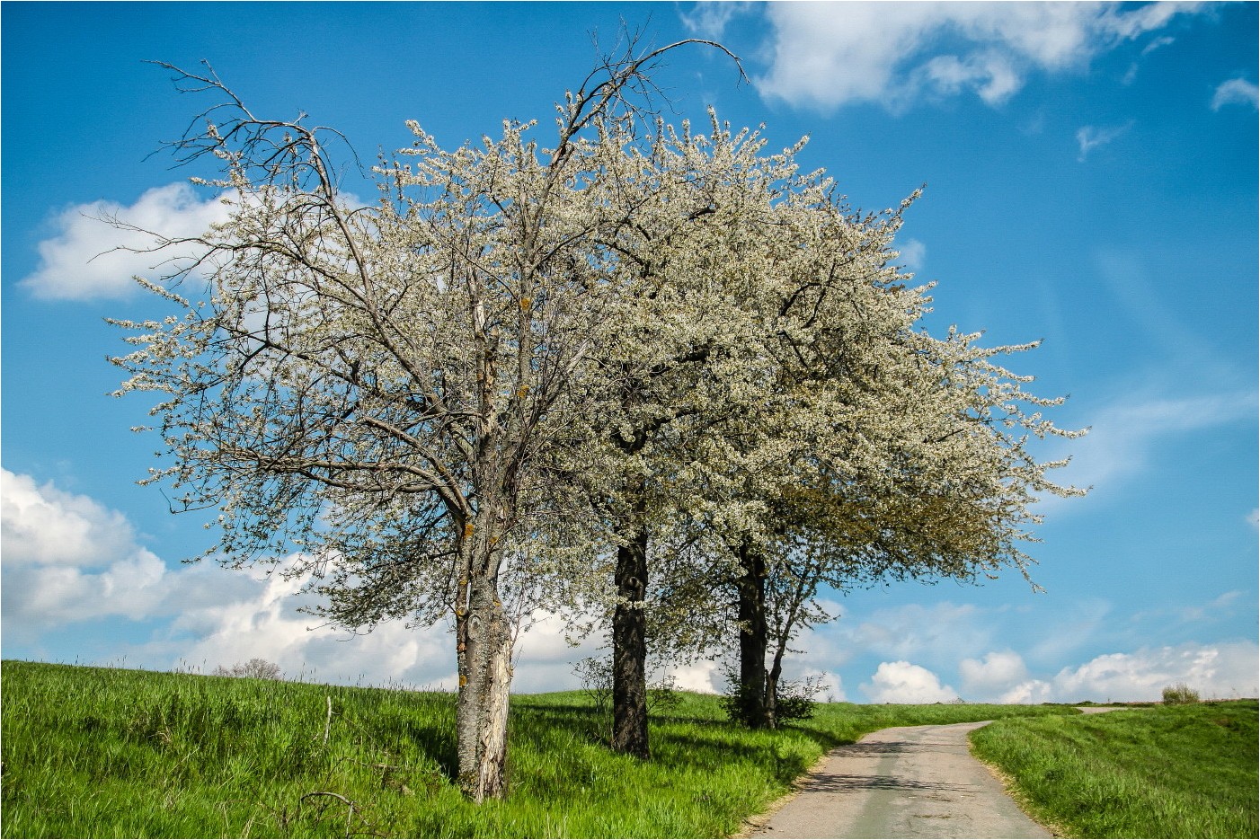 Auf dem Weg in den Wald