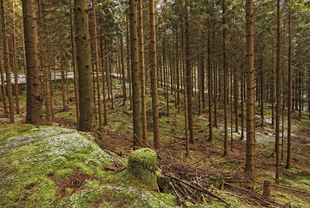 Auf dem Weg in den Zauberwald