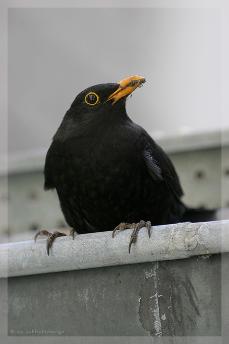 auf dem Weg ins Nest