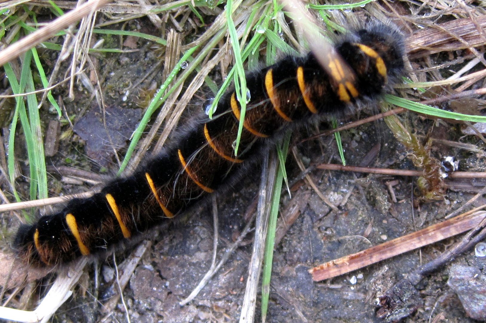 Auf dem Weg Metamorphose.