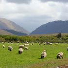 Auf dem Weg nach Achill Island Kerl