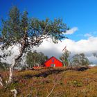 Auf dem Weg nach Bodø