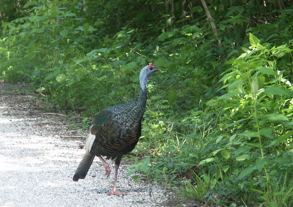 auf dem Weg nach Calakmul