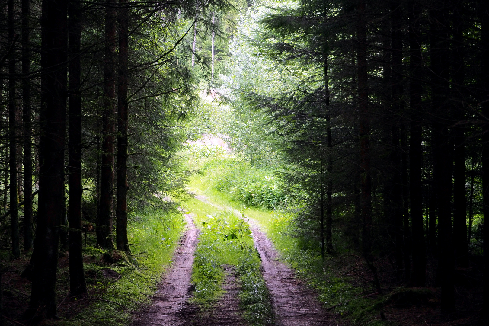 Auf dem Weg nach Eichhofen. 2015/06/21.