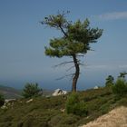 auf dem Weg nach ganz oben auf Thassos