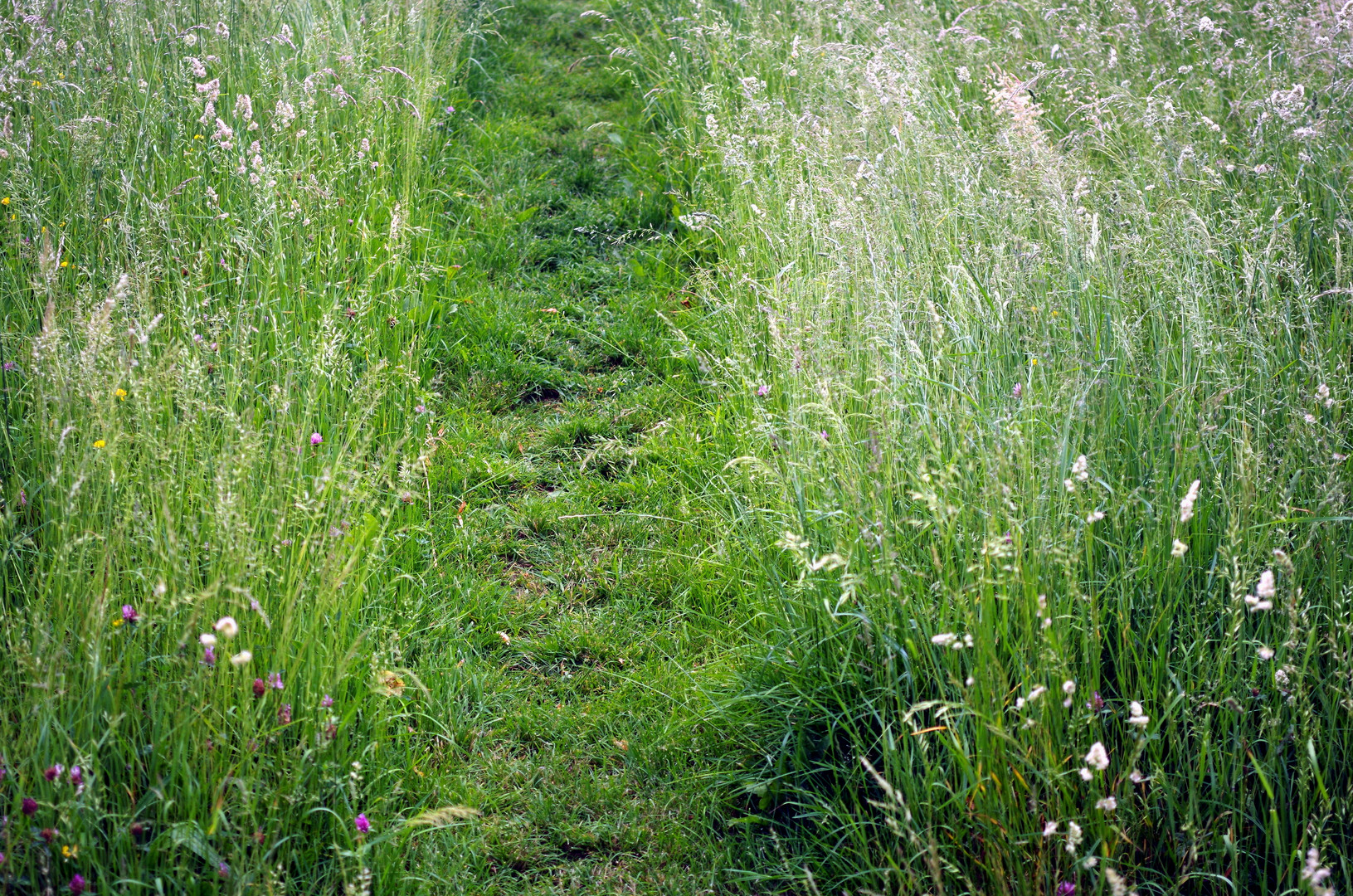 Auf dem Weg nach Icking II. 2015/06/06.