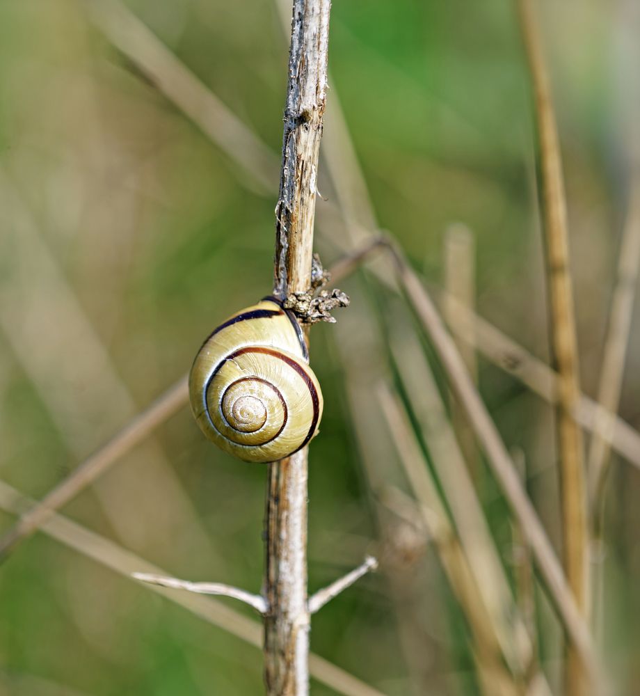 Auf dem Weg nach oben Schnecke am Wegesrand :)