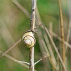 Auf dem Weg nach oben Schnecke am Wegesrand :)