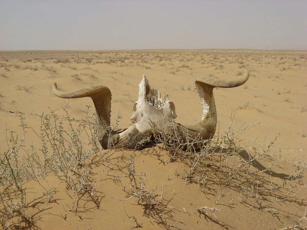 Auf dem Weg nach Palmyra..