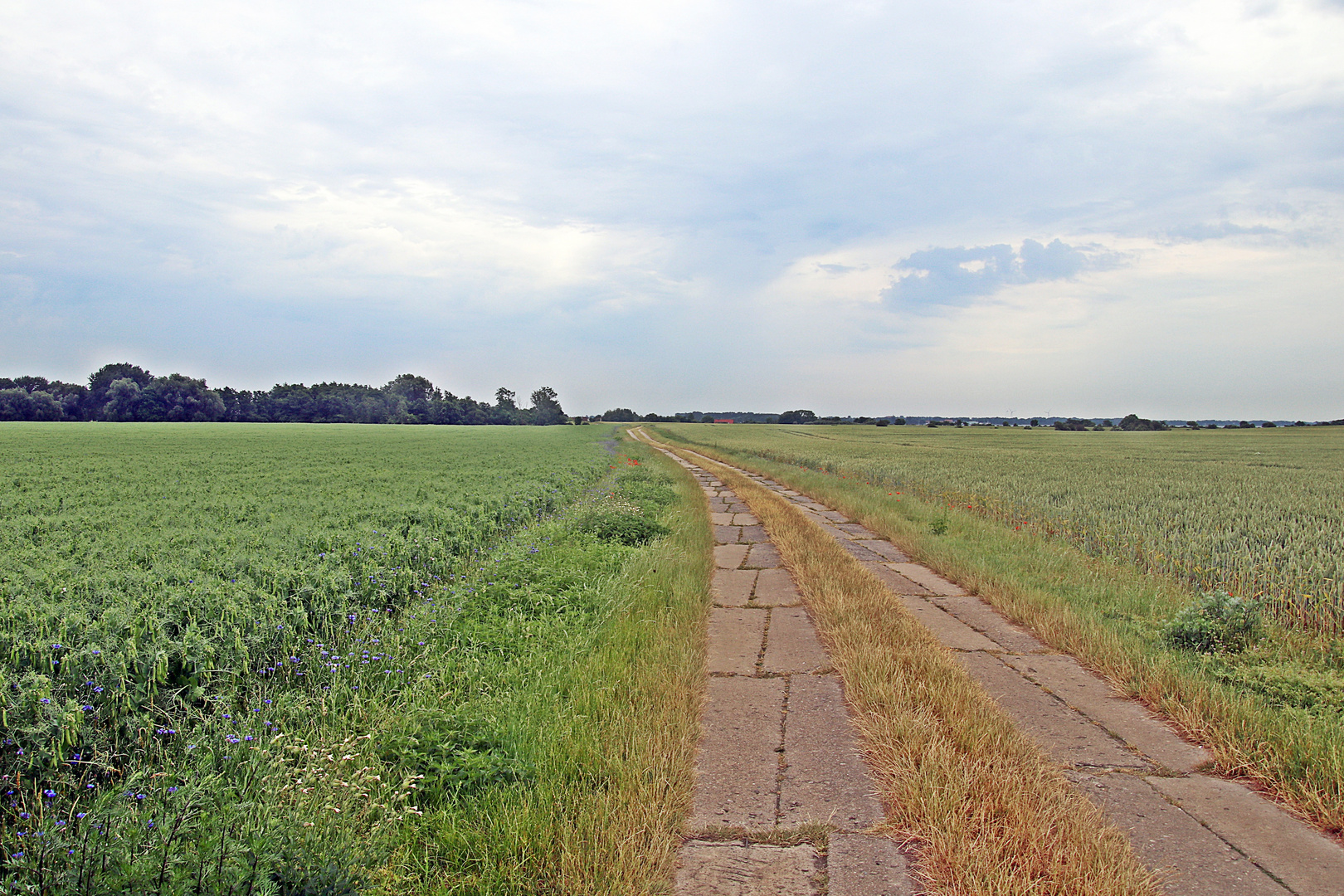 Auf dem Weg nach Starrvitz/Wieker Bodden