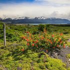 Auf dem Weg nach Torres del Paine 1