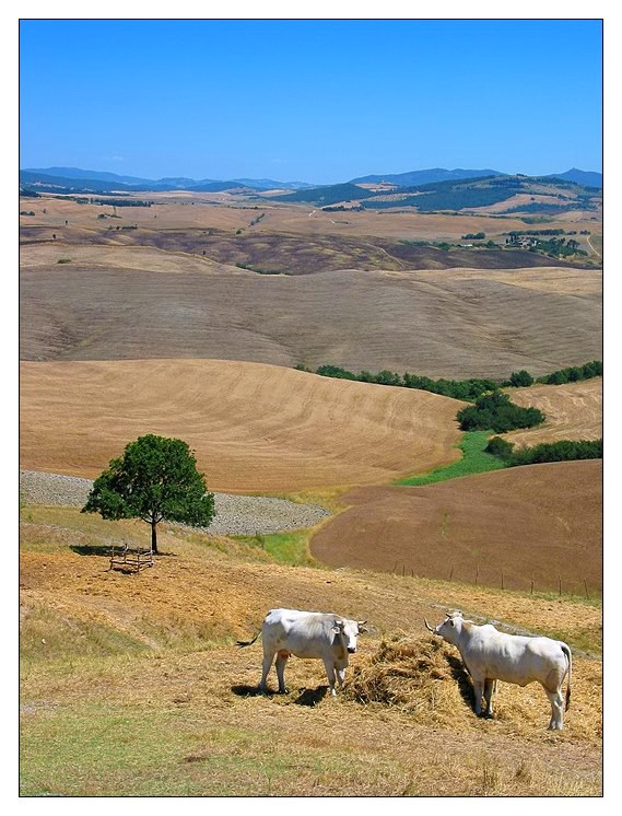 Auf dem Weg nach Volterra...