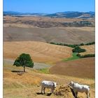 Auf dem Weg nach Volterra...