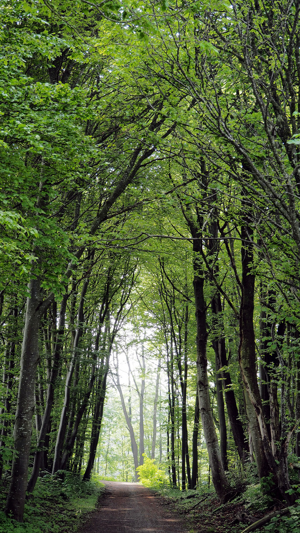 Auf dem Weg nach Weyarn. 2015/05/16.