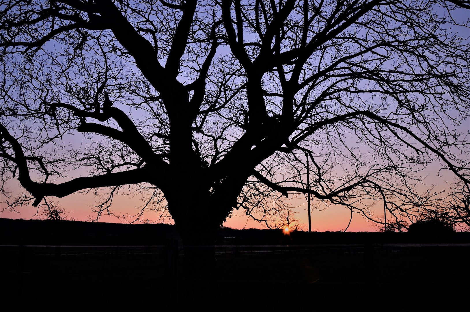 Auf dem Weg, steht ein Baum