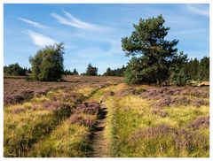 Auf dem Weg über die Hochheide