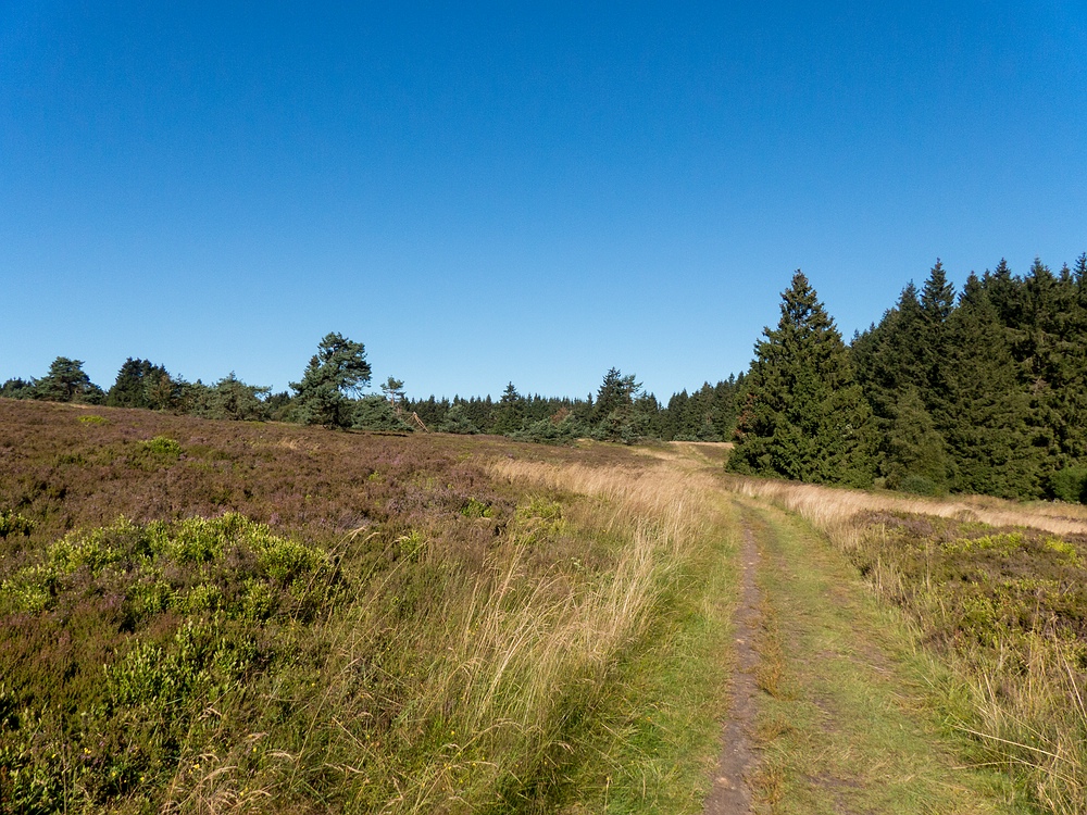 Auf dem Weg über die Hochheide