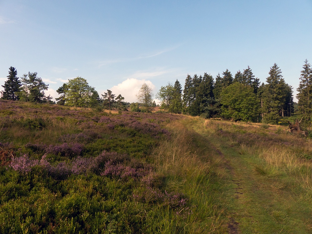 Auf dem Weg über die Hochheide