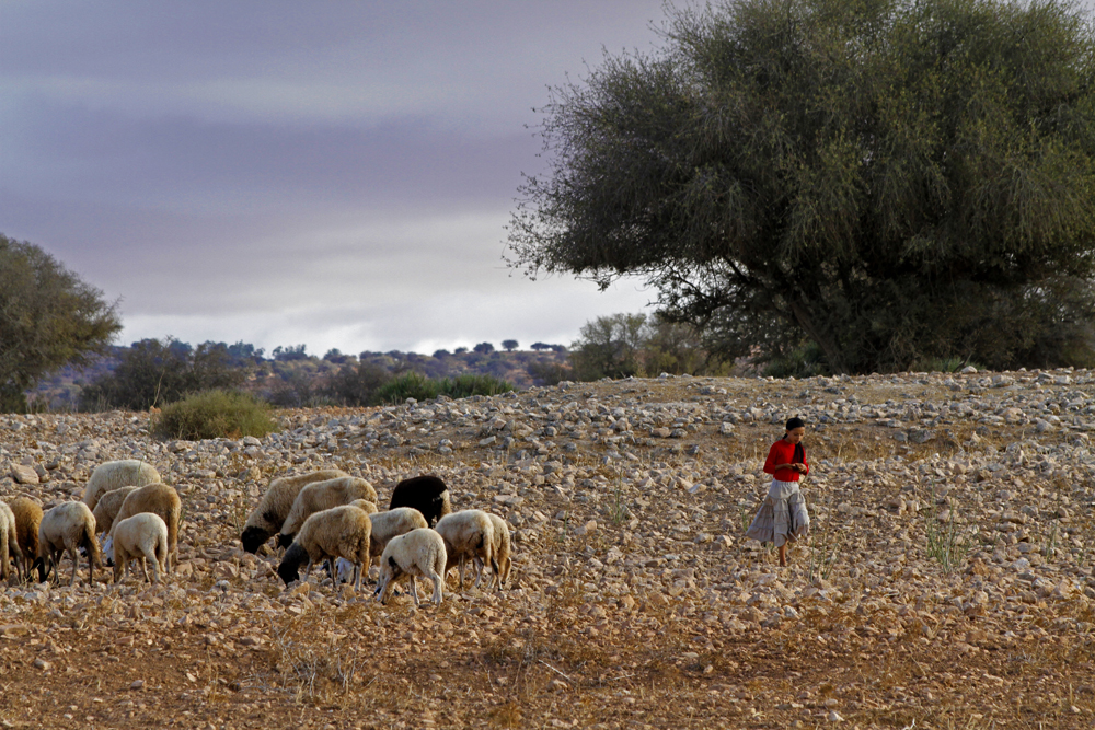 auf dem Weg von Marrakech nach Essaouira