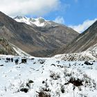 Auf dem Weg von Samagaon nach Samdo in 3600 m Höhe