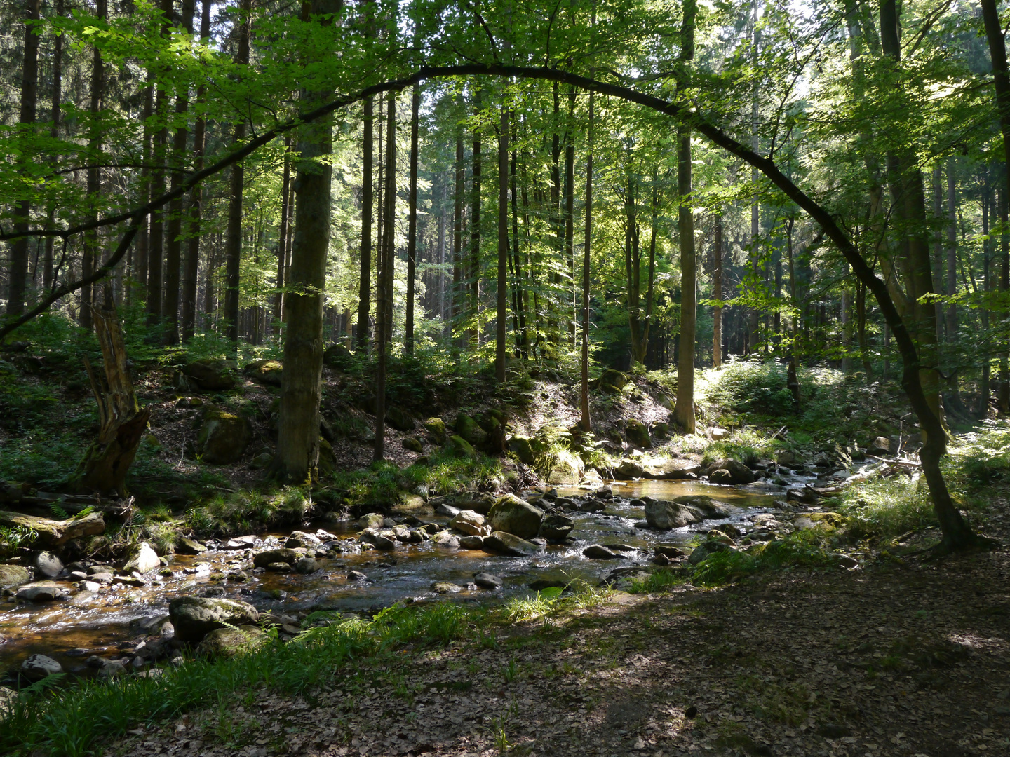 Auf dem Weg zu den "Unteren Ilsefällen"