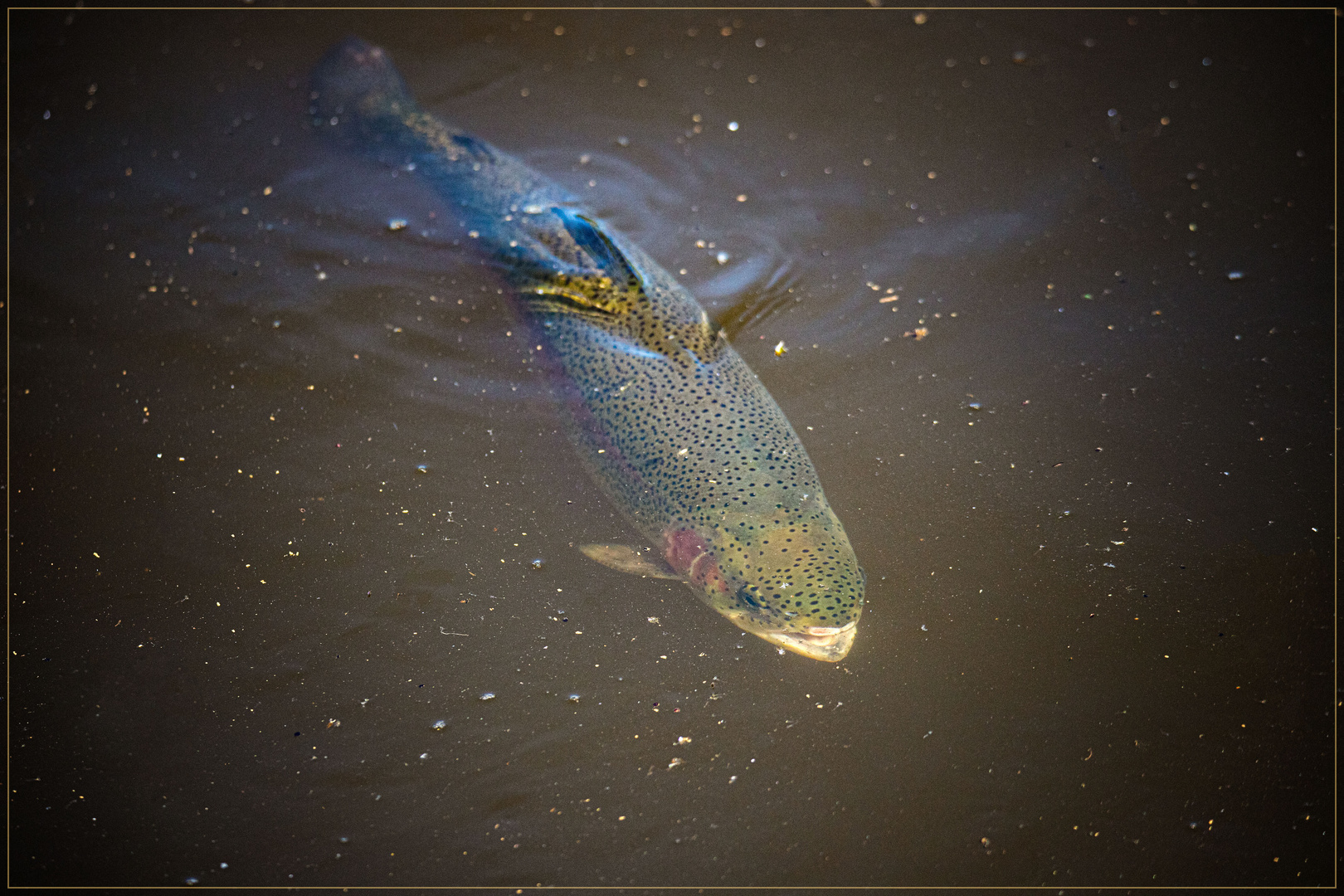 Auf dem Weg zum Angler