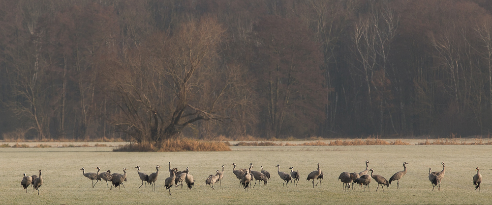 Auf dem Weg zum Bäcker...