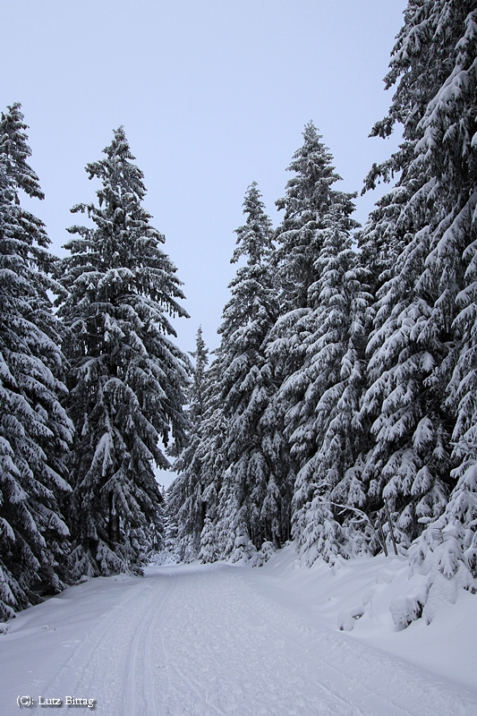 Auf dem Weg zum Brocken