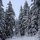 Auf dem Weg zum Brocken