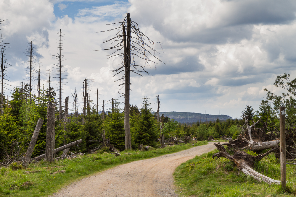 Auf dem Weg zum Brocken