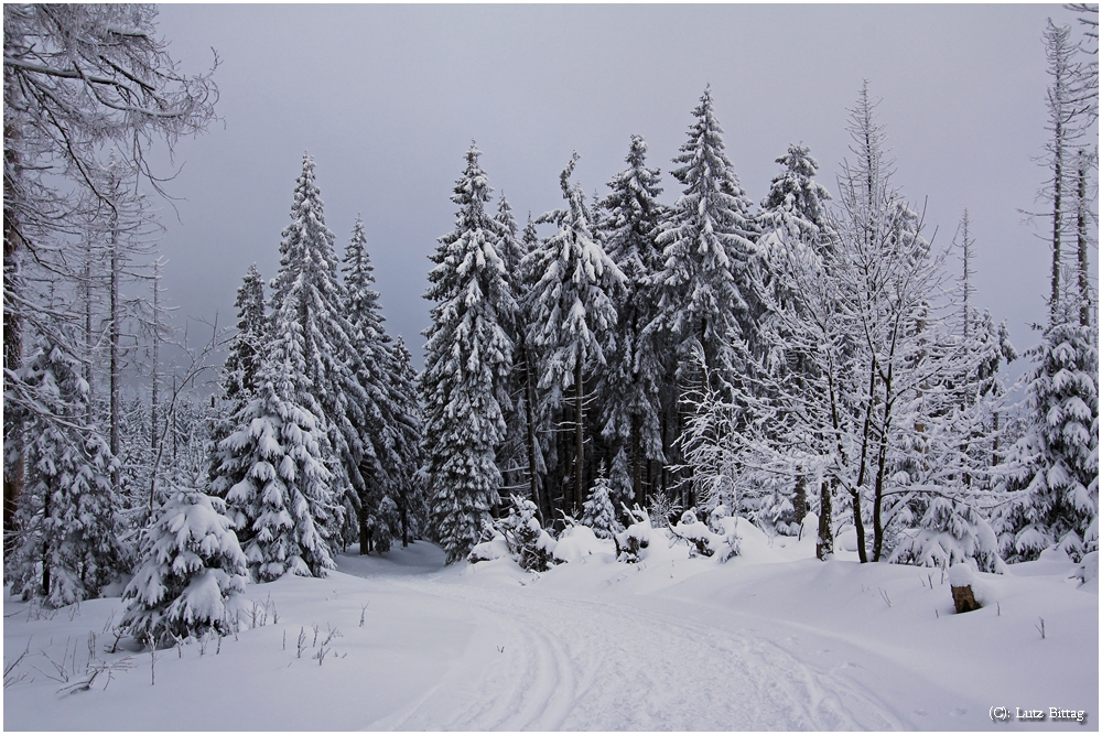 Auf dem Weg zum Brocken (2)