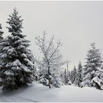 Auf dem Weg zum Brocken (3)