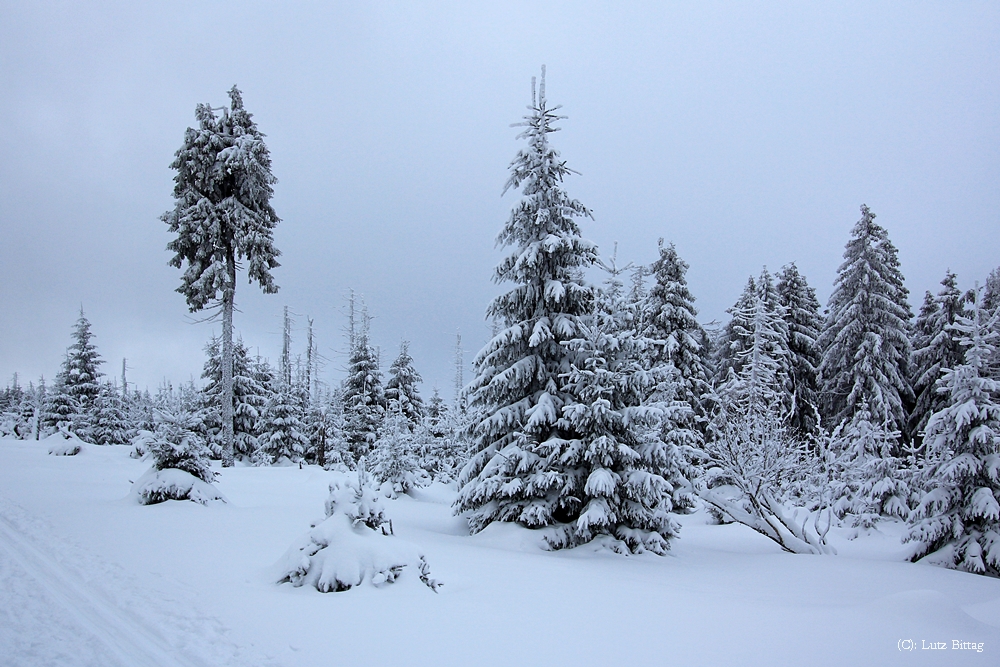 Auf dem Weg zum Brocken (4)