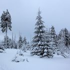 Auf dem Weg zum Brocken (4)